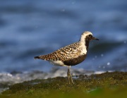 6S3A5736Black-bellied_Plover