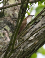 0J6A0019Black-billed_Cuckoo