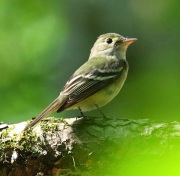 0J6A0054Acadian_Flycatcher