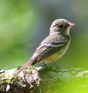 0J6A0066Acadian_Flycatcher