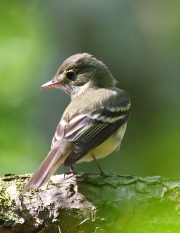 0J6A0073Acadian_Flycatcher