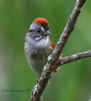 0J6A0149Swamp_Sparrow