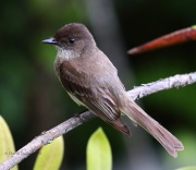 0J6A0201Eastern_Phoebe