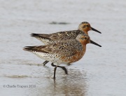0J6A0259Red_Knots