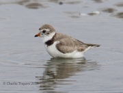 0J6A0272Piping_Plover