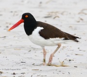 0J6A0295American_Oystercatcher