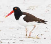0J6A0297American_Oystercatcher