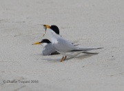 0J6A0304Least_Terns
