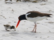 0J6A0354American_Oystercatcher