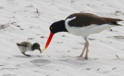0J6A0356American_Oystercatcher