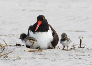 0J6A0375American_Oystercatcher