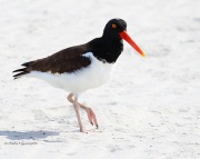 0J6A0390American_Oystercatcher