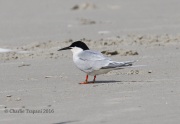 0J6A0391Roseate_Tern