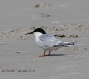 0J6A0392Roseate_Tern