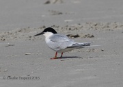 0J6A0396Roseate_Tern