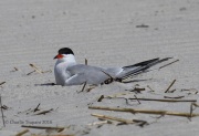 0J6A0445Common_Tern
