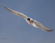 0J6A0461Common_Tern