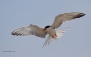 0J6A0468Common_Tern