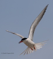 0J6A0469Common_Tern