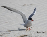 0J6A0477Common_Tern