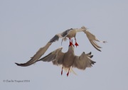 0J6A0493Common_Tern_Fight