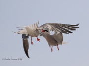 0J6A0495Common_Tern_Fight
