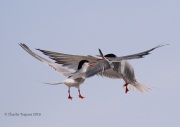 0J6A0496Common_Tern_Fight