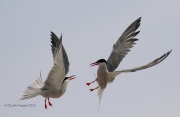 0J6A0497Common_Tern_Fight