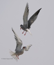 0J6A0501Common_Tern_Fight