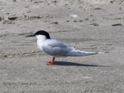 0J6A0515Roseate_Tern