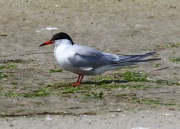 0J6A0520Common_Tern