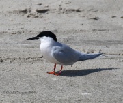 0J6A0538Roseate_Tern