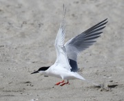 0J6A0556Roseate_Tern