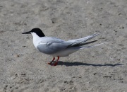0J6A0576Roseate_Tern