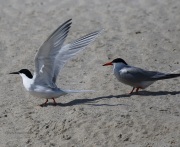 0J6A0577Roseate_Tern_With_Common_Tern