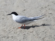0J6A0586Roseate_Tern