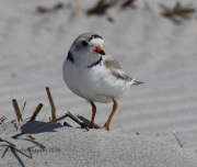 0J6A0629Piping_Plover