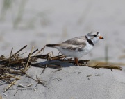 0J6A0636Piping_Plover