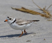 0J6A0640Piping_Plover