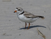 0J6A0653Piping_Plover