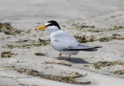 0J6A0733Least_Tern
