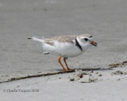 0J6A0762Piping_Plover