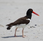 0J6A0790American_Oystercatcher