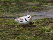 0J6A0811Piping_Plover