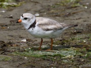 0J6A0878Piping_Plover