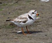 0J6A0883Piping_Plover