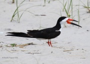 0J6A0909Black_Skimmer