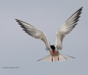 0J6A0931Common_Tern