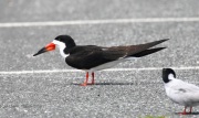 0J6A0961Black_Skimmer
