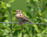 0J6A1005Grasshopper_Sparrow
